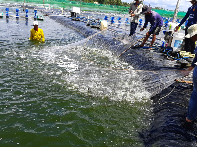 HDPE Geomembrane